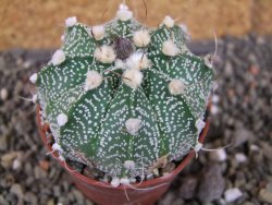 Astrophytum  capricorneX red červený květ, akabana, pot 5,5 cm - 12406232