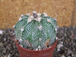 Astrophytum  capricorneX red červený květ, akabana, pot 5,5 cm - 12406233