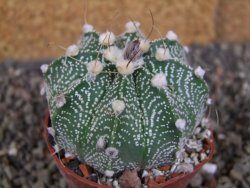 Astrophytum  capricorneX red červený květ, akabana, pot 5,5 cm - 12406234