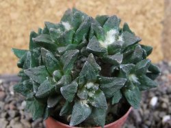 Ariocarpus scapharostrus hrubá forma, pot 5,5 cm Roubovaný - 12406237