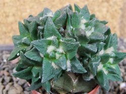 Ariocarpus scapharostrus hrubá forma, pot 5,5 cm Roubovaný - 12406238