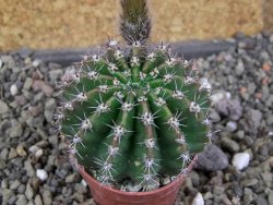 Echinopsis hybrid pot 5,5 cm - 12406266