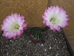 Echinopsis hybrid aff eyresii, pot 6,5 cm - 12406267