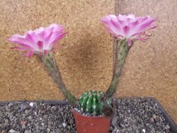 Echinopsis hybrid aff eyresii, pot 6,5 cm - 12406269