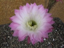 Echinopsis hybrid aff eyresii, pot 6,5 cm - 12406270