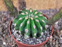 Echinopsis hybrid aff eyresii, pot 6,5 cm - 12406271