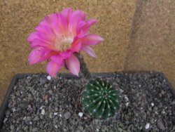 Echinopsis hybrid pot 7 cm - 12406272