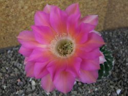 Echinopsis hybrid pot 7 cm - 12406273