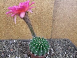 Echinopsis hybrid pot 7 cm - 12406275