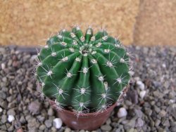 Echinopsis hybrid pot 7 cm - 12406276