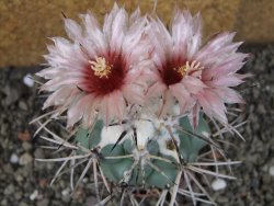 Coryphantha poselgeriana valida SB 288 Cerro Bola pot 6,5 cm