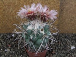 Coryphantha poselgeriana valida SB 288 Cerro Bola pot 6,5 cm - 12406279