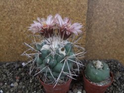 Coryphantha poselgeriana valida SB 288 Cerro Bola pot 6,5 cm - 12406280