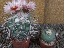 Coryphantha poselgeriana valida SB 288 Cerro Bola pot 6,5 cm - 12406281