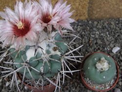 Coryphantha poselgeriana valida SB 288 Cerro Bola pot 6,5 cm - 12406282