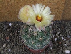 Coryphantha kracikii Diamante, Dur pot 6,5 cm - 12406294