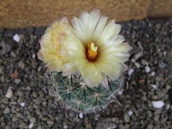 Coryphantha kracikii Diamante, Dur pot 6,5 cm - 12406295