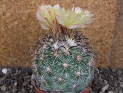 Coryphantha kracikii Diamante, Dur pot 6,5 cm - 12406297
