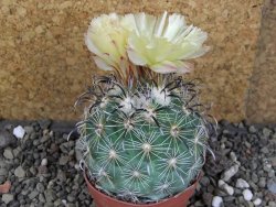 Coryphantha kracikii Diamante, Dur pot 6,5 cm - 12406298
