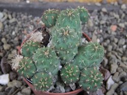 Tephrocactus subteraneus Quiaca, pot 5,5 cm - 12406299