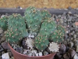 Tephrocactus subteraneus Quiaca, pot 5,5 cm - 12406301