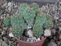 Tephrocactus subteraneus Quiaca, pot 5,5 cm - 12406302