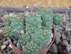 Tephrocactus subteraneus Quiaca, pot 5,5 cm - 12406303