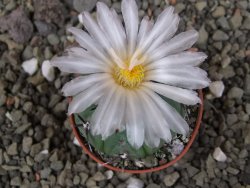 Echinocactus horizonthalonius subikii Ejido Soledad, pot 5,5 cm - 12406305