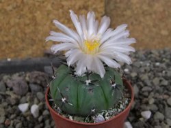 Echinocactus horizonthalonius subikii Ejido Soledad, pot 5,5 cm - 12406306