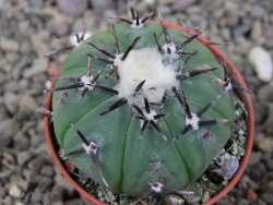 Echinocactus horizonthalonius subikii Ejido Soledad, pot 5,5 cm - 12406307