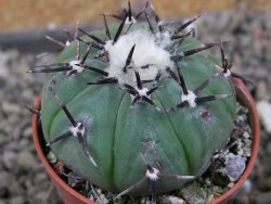 Echinocactus horizonthalonius subikii Ejido Soledad, pot 5,5 cm - 12406308