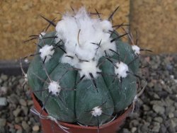 Echinocactus horizonthalonius Castaňas, pot 6,5 cm - 12406313