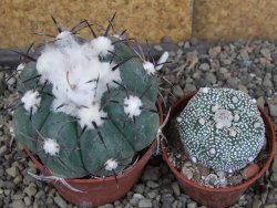 Echinocactus horizonthalonius Castaňas, pot 6,5 cm - 12406317