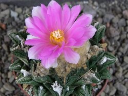 Ariocarpus fissuratus hintonii Matehuala, pot 6,5 cm - 12406325