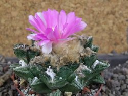 Ariocarpus fissuratus hintonii Matehuala, pot 6,5 cm - 12406326