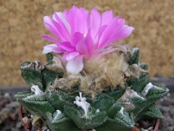 Ariocarpus fissuratus hintonii Matehuala, pot 6,5 cm - 12406327
