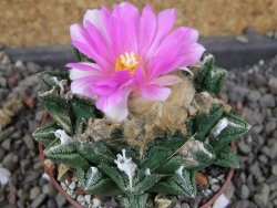 Ariocarpus fissuratus hintonii Matehuala, pot 6,5 cm - 12406328