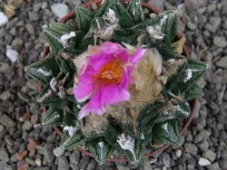 Ariocarpus fissuratus hintonii Matehuala, pot 6,5 cm - 12406329