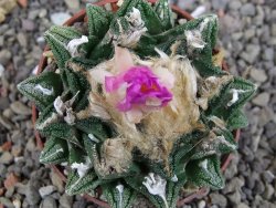 Ariocarpus fissuratus hintonii Matehuala, pot 6,5 cm - 12406330