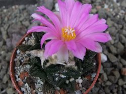 Ariocarpus fissuratus hintonii Matehuala pot 5,5 cm Cites IA