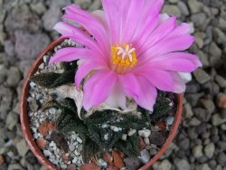 Ariocarpus fissuratus hintonii Matehuala pot 5,5 cm Cites IA - 12406333
