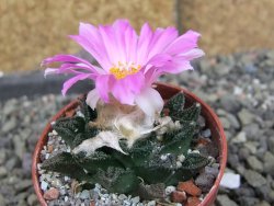 Ariocarpus fissuratus hintonii Matehuala pot 5,5 cm Cites IA - 12406334