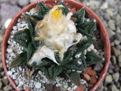 Ariocarpus fissuratus hintonii Matehuala pot 5,5 cm Cites IA - 12406335
