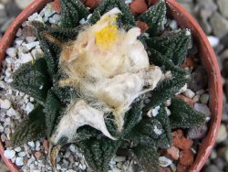 Ariocarpus fissuratus hintonii Matehuala pot 5,5 cm Cites IA - 12406336