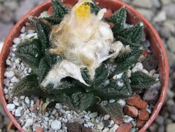 Ariocarpus fissuratus hintonii Matehuala pot 5,5 cm Cites IA - 12406337