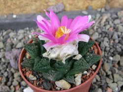 Ariocarpus fissuratus hintonii Matehuala pot 5,5 cm Cites IA - 12406338