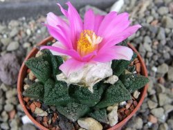 Ariocarpus fissuratus hintonii Matehuala pot 5,5 cm Cites IA