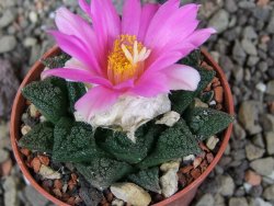 Ariocarpus fissuratus hintonii Matehuala pot 5,5 cm Cites IA - 12406340