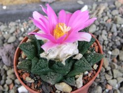 Ariocarpus fissuratus hintonii Matehuala pot 5,5 cm Cites IA - 12406341