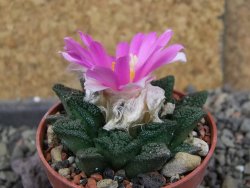 Ariocarpus fissuratus hintonii Matehuala pot 5,5 cm Cites IA - 12406342